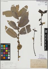 Foto von Salix myrsinifolia Salisb.